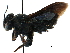  (Megachile GRC01 - CCDB-09855 H05)  @14 [ ] CreativeCommons - Attribution (2016) CBG Photography Group Centre for Biodiversity Genomics
