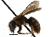  (Osmia GRC02 - CCDB-09855 H10)  @15 [ ] CreativeCommons - Attribution (2016) CBG Photography Group Centre for Biodiversity Genomics