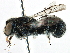  (Heriades SEA01 - 06744B09-THA)  @14 [ ] CreativeCommons - Attribution (2016) CBG Photography Group Centre for Biodiversity Genomics