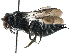  (Coelioxys confusa - 06744B10-THA)  @15 [ ] CreativeCommons - Attribution (2016) CBG Photography Group Centre for Biodiversity Genomics