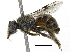 (Macronomia - 06744C08-THA)  @14 [ ] CreativeCommons - Attribution (2016) CBG Photography Group Centre for Biodiversity Genomics