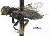  ( - 06744H07-THA)  @13 [ ] CreativeCommons - Attribution (2016) CBG Photography Group Centre for Biodiversity Genomics