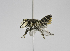  (Megachile hera - B3254-B10)  @15 [ ] CreativeCommons - Attribution Non-Commercial Share-Alike (2010) Unspecified York University