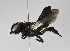  (Megachile disjuncta - B3254-E02)  @15 [ ] CreativeCommons - Attribution Non-Commercial Share-Alike (2010) Unspecified York University