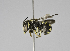  (Pseudoanthidium sp2 - B3254-G11)  @14 [ ] CreativeCommons - Attribution Non-Commercial Share-Alike (2010) Unspecified York University