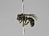  (Pachyhalictus SEA01 - B3260-C12)  @14 [ ] CreativeCommons - Attribution Non-Commercial Share-Alike (2010) Unspecified York University