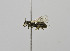  (Braunsapis THA04 - B3265-B02)  @13 [ ] CreativeCommons - Attribution Non-Commercial Share-Alike (2010) Unspecified York University