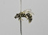  (Lasioglossum CtenoTHA2 - B3265-C01)  @14 [ ] CreativeCommons - Attribution Non-Commercial Share-Alike (2010) Unspecified York University