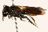  (Psaenythia BRA01 - 06708B06-BRA)  @11 [ ] CreativeCommons - Attribution (2016) CBG Photography Group Centre for Biodiversity Genomics