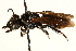  ( - 06708B07-BRA)  @11 [ ] CreativeCommons - Attribution (2016) CBG Photography Group Centre for Biodiversity Genomics