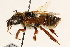  ( - 06708C06-BRA)  @11 [ ] CreativeCommons - Attribution (2016) CBG Photography Group Centre for Biodiversity Genomics