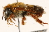  ( - 06708C09-BRA)  @13 [ ] CreativeCommons - Attribution (2016) CBG Photography Group Centre for Biodiversity Genomics