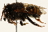 (Megachile iheringi - 06708C11-BRA)  @11 [ ] CreativeCommons - Attribution (2016) CBG Photography Group Centre for Biodiversity Genomics