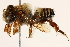  (Megachile curvipes - 06708D07-BRA)  @11 [ ] CreativeCommons - Attribution (2016) CBG Photography Group Centre for Biodiversity Genomics