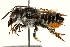  (Megachile rava - 06708D08-BRA)  @11 [ ] CreativeCommons - Attribution (2016) CBG Photography Group Centre for Biodiversity Genomics