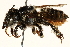  (Megachile aetheria - 06708E07-BRA)  @11 [ ] CreativeCommons - Attribution (2016) CBG Photography Group Centre for Biodiversity Genomics