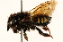  ( - 06708F02-BRA)  @11 [ ] CreativeCommons - Attribution (2016) CBG Photography Group Centre for Biodiversity Genomics