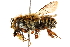  (Megachile tupinaquina - 06708F05-BRA)  @11 [ ] CreativeCommons - Attribution (2016) CBG Photography Group Centre for Biodiversity Genomics