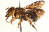  ( - 06708H07-BRA)  @11 [ ] CreativeCommons - Attribution (2016) CBG Photography Group Centre for Biodiversity Genomics