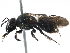  (Anthrenoides meridionalis - 06730B01-BRA)  @14 [ ] CreativeCommons - Attribution (2016) CBG Photography Group Centre for Biodiversity Genomics