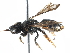  (Anthrenoides politus - 06730B02-BRA)  @14 [ ] CreativeCommons - Attribution (2016) CBG Photography Group Centre for Biodiversity Genomics