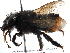  (Megachile anthidioides - 06730C04-BRA)  @11 [ ] CreativeCommons - Attribution (2016) CBG Photography Group Centre for Biodiversity Genomics