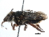  (Megachile orba - 06730C05-BRA)  @11 [ ] CreativeCommons - Attribution (2016) CBG Photography Group Centre for Biodiversity Genomics