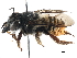 (Megachile laeta - 06730C06-BRA)  @11 [ ] CreativeCommons - Attribution (2016) CBG Photography Group Centre for Biodiversity Genomics