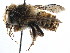  (Megachile aureiventris - 06730C09-BRA)  @14 [ ] CreativeCommons - Attribution (2016) CBG Photography Group Centre for Biodiversity Genomics