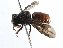  (Hypanthidium foveolatum - 06730D02-BRA)  @11 [ ] CreativeCommons - Attribution (2016) CBG Photography Group Centre for Biodiversity Genomics