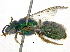  (Pseudaugochlora pandora - 06730E07-BRA)  @11 [ ] CreativeCommons - Attribution (2015) CBG Photography Group Centre for Biodiversity Genomics