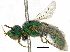  ( - 06730E09-BRA)  @11 [ ] CreativeCommons - Attribution (2015) CBG Photography Group Centre for Biodiversity Genomics