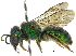  (Augochloropsis electra - 06730F02-BRA)  @11 [ ] CreativeCommons - Attribution (2015) CBG Photography Group Centre for Biodiversity Genomics
