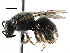  (Lasioglossum BRA01 - 06731B09-BRA)  @11 [ ] CreativeCommons - Attribution (2016) CBG Photography Group Centre for Biodiversity Genomics