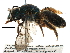 ( - 06731B12-BRA)  @11 [ ] CreativeCommons - Attribution (2016) CBG Photography Group Centre for Biodiversity Genomics