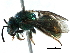  (Augochloropsis multiplex - 06731F09-BRA)  @13 [ ] CreativeCommons - Attribution (2015) CBG Photography Group Centre for Biodiversity Genomics