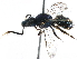  ( - 06731H09-BRA)  @11 [ ] CreativeCommons - Attribution (2015) CBG Photography Group Centre for Biodiversity Genomics
