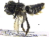 (Megachile ARG03 - 06743B09-ARG)  @14 [ ] CreativeCommons - Attribution (2016) CBG Photography Group Centre for Biodiversity Genomics