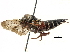  (Coelioxys pampeana - 06743B11-ARG)  @14 [ ] CreativeCommons - Attribution (2016) CBG Photography Group Centre for Biodiversity Genomics
