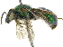  ( - 06743E08-PRY)  @14 [ ] CreativeCommons - Attribution (2016) CBG Photography Group Centre for Biodiversity Genomics