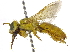  ( - 06743F12-PRY)  @14 [ ] CreativeCommons - Attribution (2016) CBG Photography Group Centre for Biodiversity Genomics
