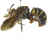  (Epanthidium maculatum - 06743G07-ARG)  @15 [ ] CreativeCommons - Attribution (2016) CBG Photography Group Centre for Biodiversity Genomics