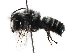  (Megachile ARG15 - 06743G11-ARG)  @14 [ ] CreativeCommons - Attribution (2016) CBG Photography Group Centre for Biodiversity Genomics