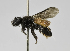 (Chalepogenus rufipes - B1401-A04)  @13 [ ] CreativeCommons - Attribution Non-Commercial Share-Alike (2010) Unspecified York University