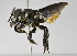  (Megachile nigripennis - B1401-C08)  @15 [ ] CreativeCommons - Attribution Non-Commercial Share-Alike (2010) Unspecified York University
