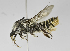 (Megachile PRY01 - B1401-C09)  @14 [ ] CreativeCommons - Attribution Non-Commercial Share-Alike (2010) Unspecified York University