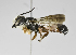  (Megachile PRYQ1 - B1401-C10)  @14 [ ] CreativeCommons - Attribution Non-Commercial Share-Alike (2010) Unspecified York University