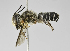  (Megachile sp. LP-4 - B1401-C11)  @14 [ ] CreativeCommons - Attribution Non-Commercial Share-Alike (2010) Unspecified York University