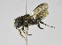  (Megachile PRY03 - B1401-D01)  @14 [ ] CreativeCommons - Attribution Non-Commercial Share-Alike (2010) Unspecified York University