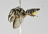  (Megachile sp01 - B1401-D02)  @14 [ ] CreativeCommons - Attribution Non-Commercial Share-Alike (2010) Unspecified York University